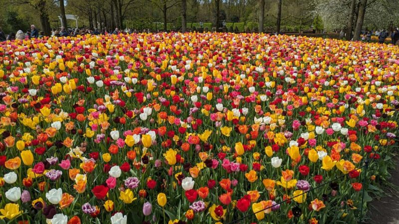 From Amsterdam: Keukenhof and Tulip Experience Tour - Practical Details: Booking, Cancellation, and Accessibility