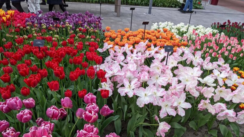 From Amsterdam: Keukenhof and Tulip Experience Tour - Physical Requirements and Packing Tips