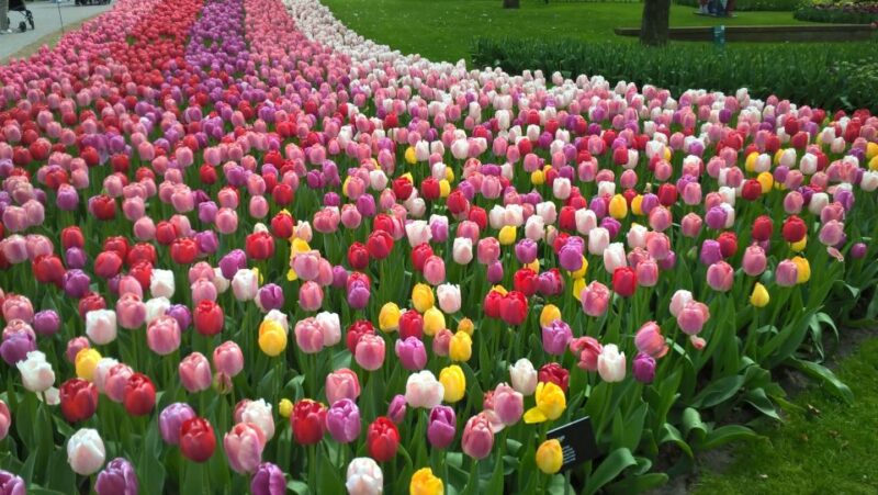 From Amsterdam: Keukenhof and Zaanse Schans Small Group Tour - Discover Holland’s Cultural and Floral Treasures in a Single Day