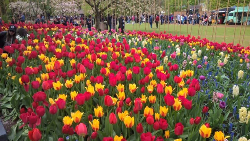 From Amsterdam: Keukenhof and Zaanse Schans Small Group Tour - Practical Details and Accessibility