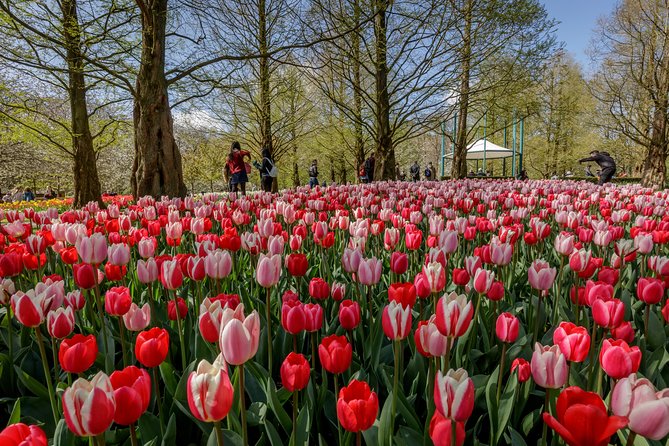 From Amsterdam: Keukenhof Gardens Ticket and Transfer - The Logistics and Group Size