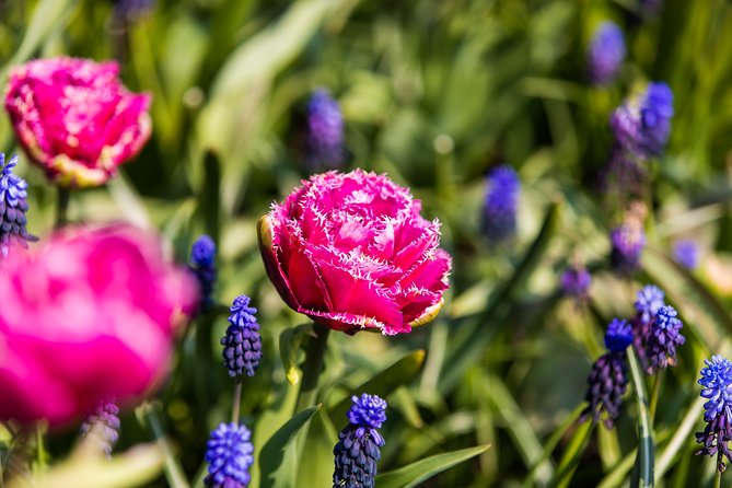 From Amsterdam: Keukenhof Gardens Ticket and Transfer - Keukenhof Gardens: A Floral Wonderland Worth Visiting