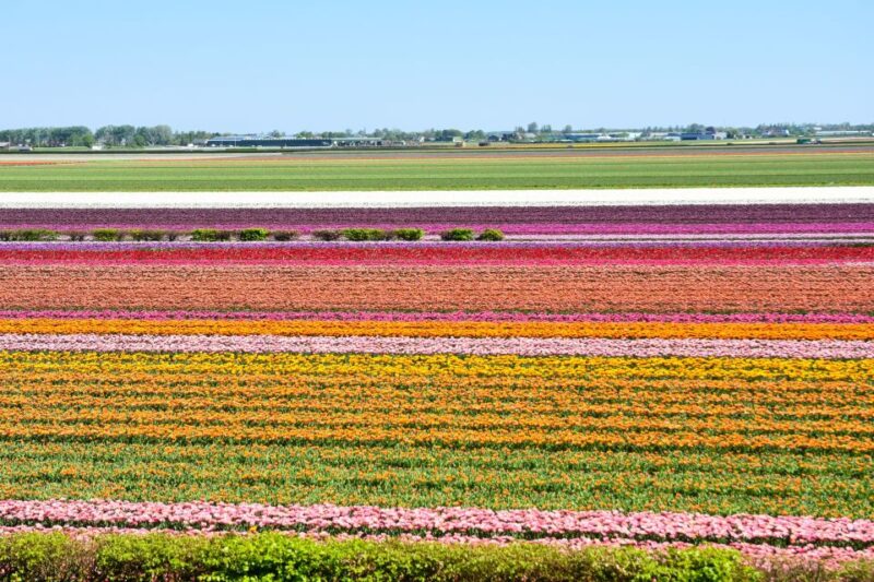 From Amsterdam: Keukenhof Gardens & Tulip Experience Tour - Scenic Ride from Amsterdam to the Bulb Fields of Lisse