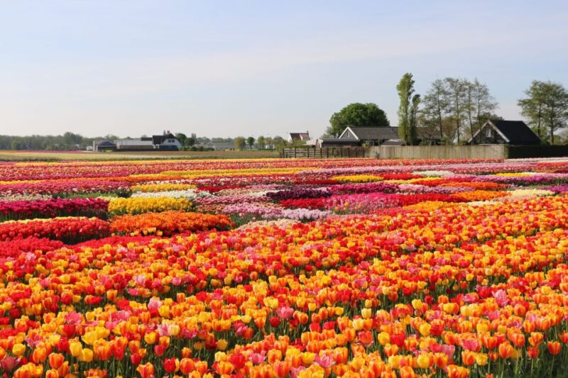 From Amsterdam: Keukenhof Gardens & Tulip Experience Tour - Exploring Keukenhof Gardens: A Vast Floral Wonderland