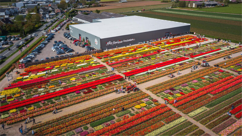 From Amsterdam: Keukenhof Gardens & Tulip Experience Tour - Detailed Itinerary of the Day Trip