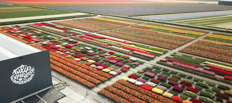 From Amsterdam: Keukenhof Gardens & Tulip Experience Tour - Logistics and Meeting Points