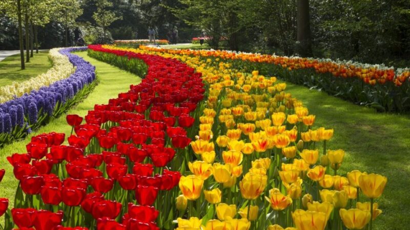 From Amsterdam: Keukenhof Gardens & Tulip Experience Tour - Accessibility and Considerations