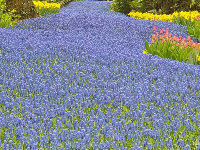 From Amsterdam: Keukenhof Tulips, Windmills & Volendam - The Guide: Antonis, a Passionate Storyteller