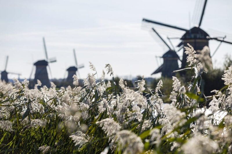 From Amsterdam: Kinderdijk, Delft & Mauritshuis Private Tour - Visit the Mauritshuis Museum to See Masterpieces by Dutch Masters