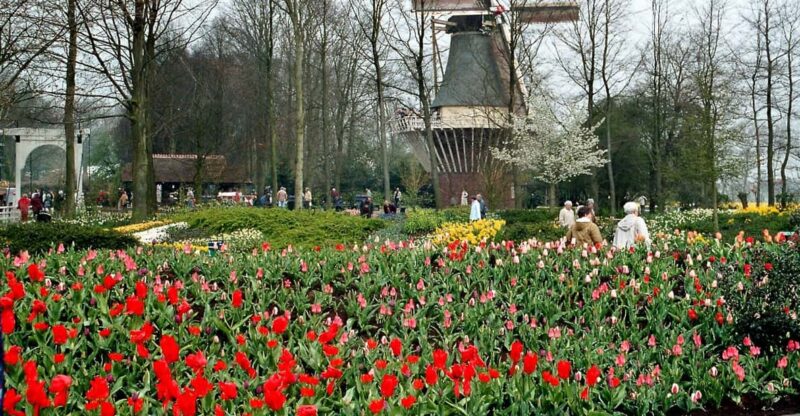 From Amsterdam: Private Day Trip to Keukenhof & De Tulperij - Visiting Keukenhof: The Garden of Europe