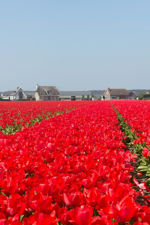 From Amsterdam: Private Day Trip to Keukenhof & De Tulperij - Timing, Pacing, and Experience Flow