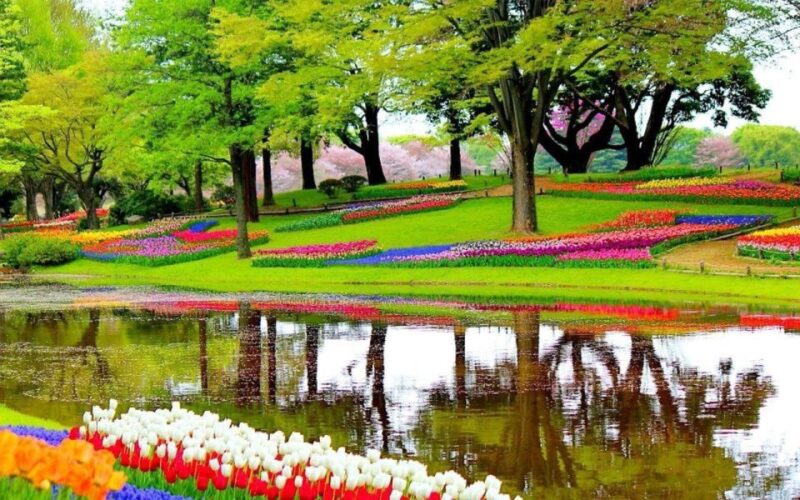 From Amsterdam: Private Windmills and Keukenhof Tour - Discover the Charm of Dutch Windmills and Keukenhof in a Private 7-Hour Tour