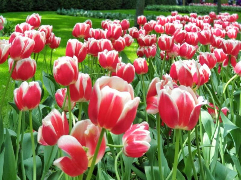 From Amsterdam: Small Group Keukenhof & City Tour Delft - Key Points