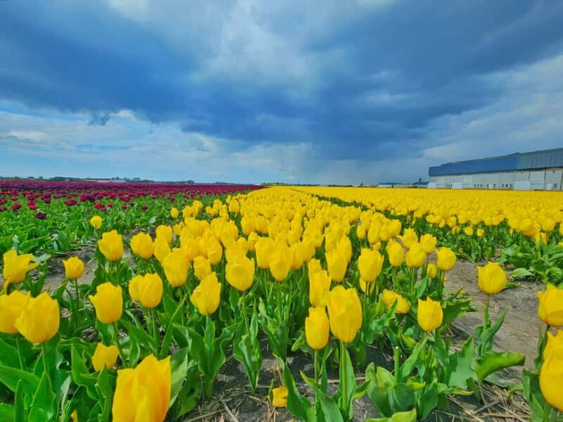 From Amsterdam: Small Group Keukenhof & City Tour Delft - Exploring Delft’s Historical Sites and Architecture