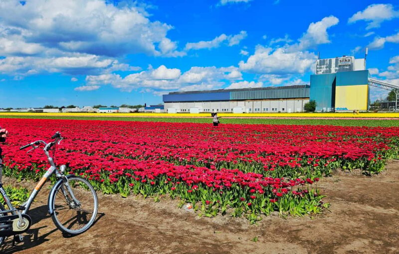 From Amsterdam: Small Group Keukenhof & City Tour Delft - Limitations Noted in Reviews