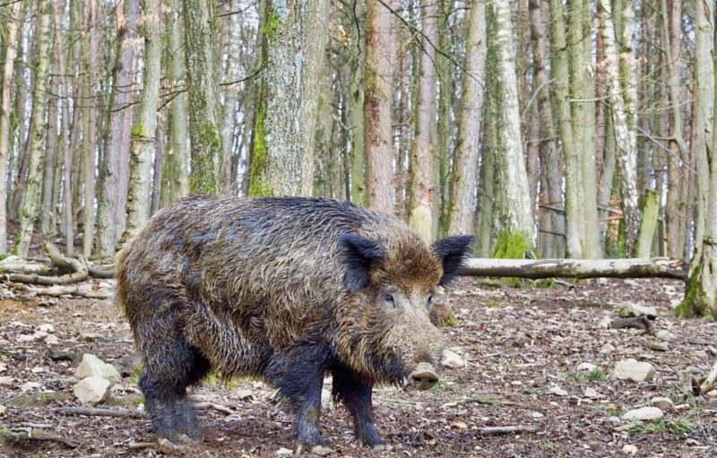 From Amsterdam: Small Group Tour NP Hoge Veluwe (Van Gogh) - Discover the Beauty of Hoge Veluwe National Park on a Guided Small Group Tour from Amsterdam