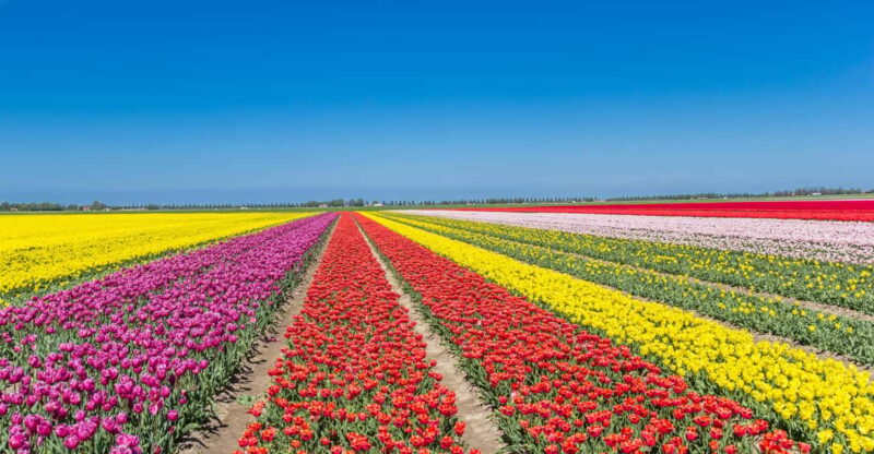 From Amsterdam: take the famous Tulip route tour - The Tulip Route: An Iconic Dutch Roadtrip