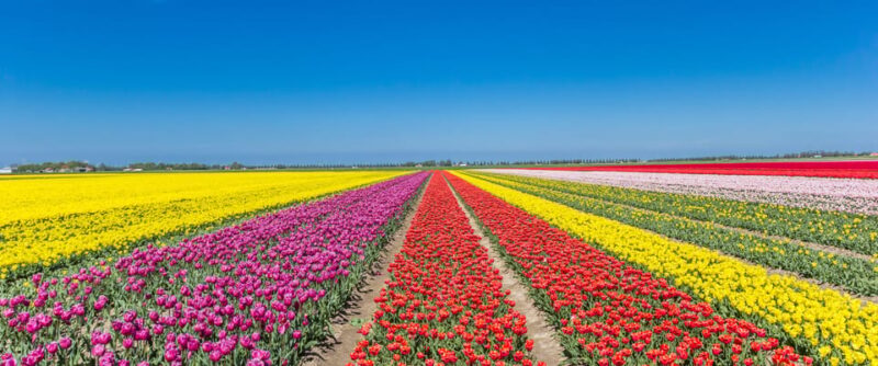 From Amsterdam: take the famous Tulip route tour - Scenic Drive: 100 km of Dutch Flower Fields