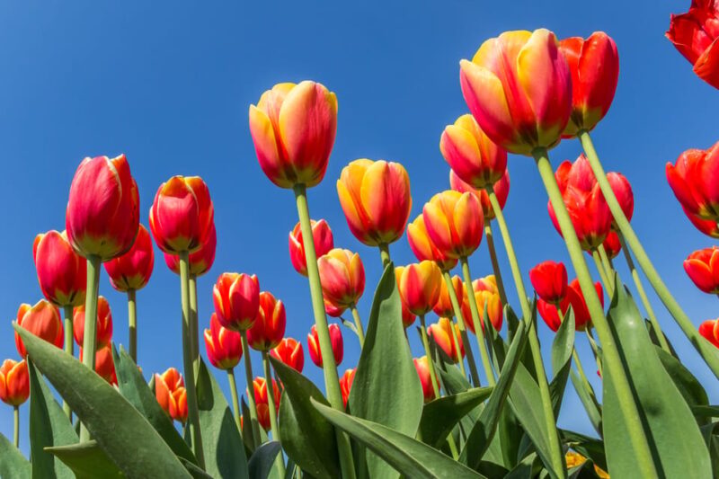 From Amsterdam: take the famous Tulip route tour - The Tulip Experience Field and Optional Lunch