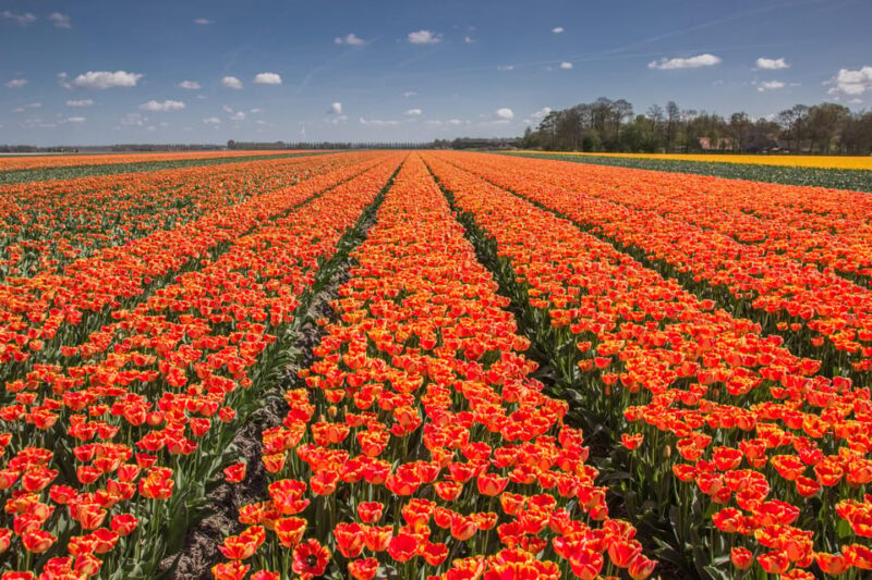 From Amsterdam: take the famous Tulip route tour - Suitability and Practical Considerations