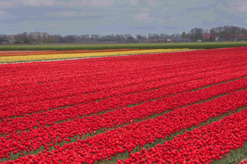 From Amsterdam: take the famous Tulip route tour - Why Choose This Tulip Tour Over Others