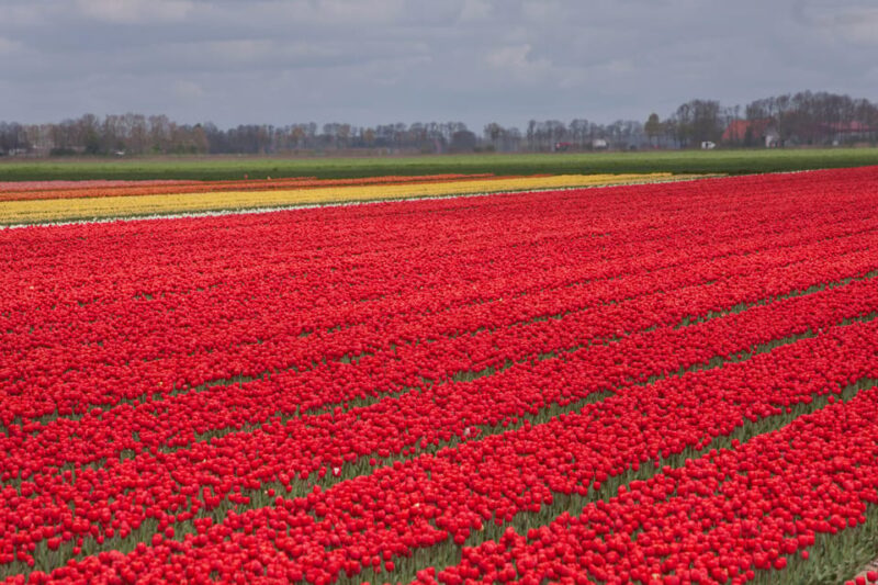 From Amsterdam: take the famous Tulip route tour - The Sum Up: An Authentic Dutch Tulip Experience