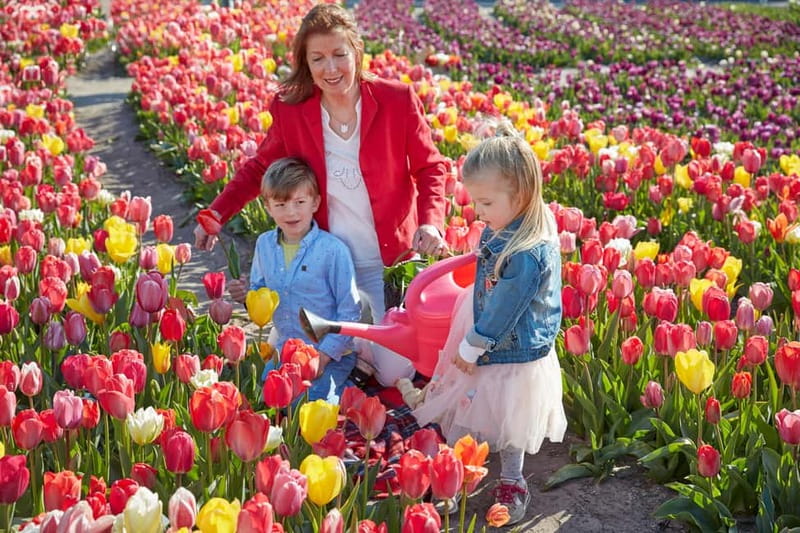 From Amsterdam: Tulip Field Experience  The Tulip Barn - Explore the Colorful Tulip Fields with The Tulip Barn Tour