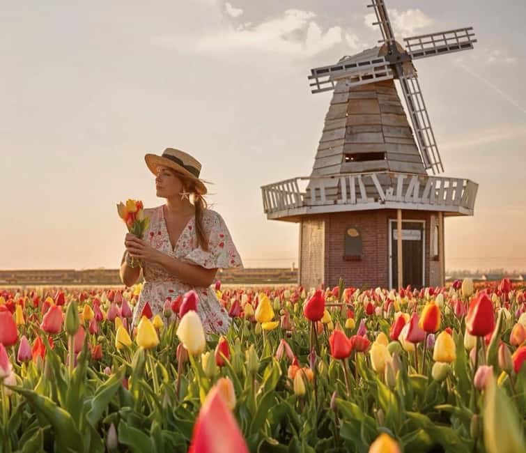 From Amsterdam: Tulip Field Experience  The Tulip Barn - The Scenic Drive Through Tulip Fields from Amsterdam
