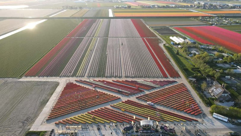 From Amsterdam: Tulip Field Experience  The Tulip Barn - Who Should Book This Tour?