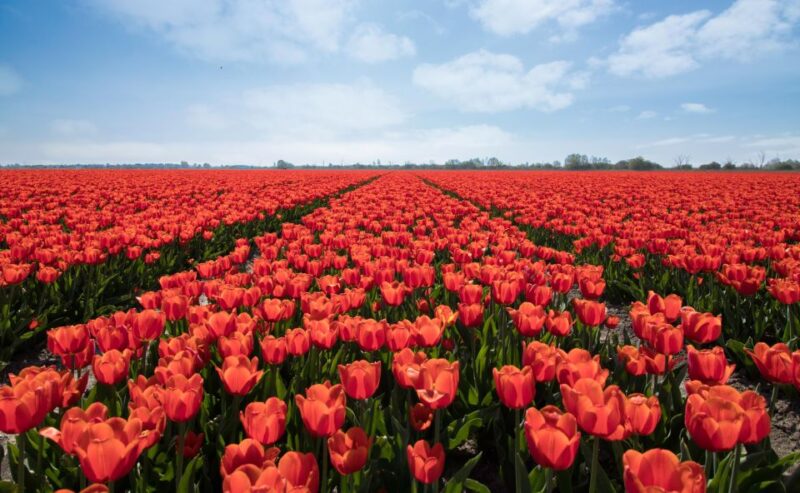 From Amsterdam: Tulip Fields of Holland Tour - Visiting a Tulip Bulb Farmer and Learning Field Cultivation
