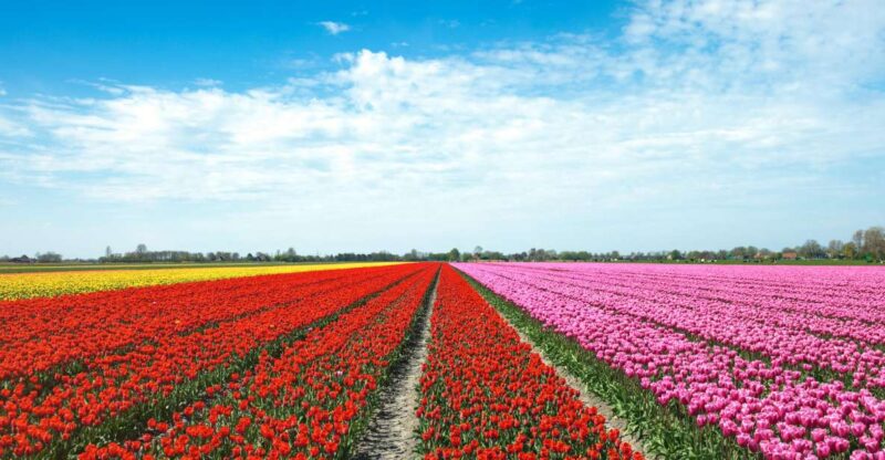 From Amsterdam: Tulip Fields of Holland Tour - Scenic Drives and Additional Photo Stops Near Voorhout