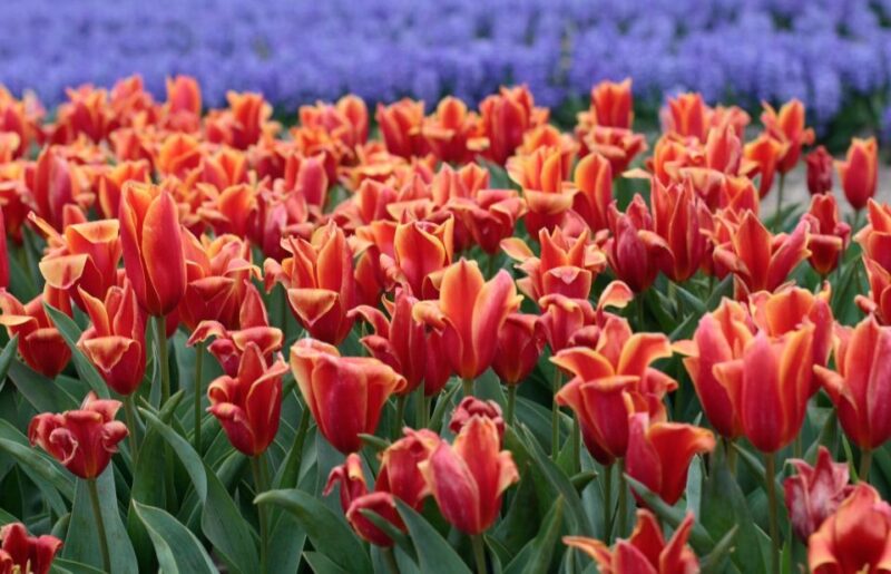 From Amsterdam: Tulip Fields of Holland Tour - Why This Tour Stands Out Among Similar Experiences