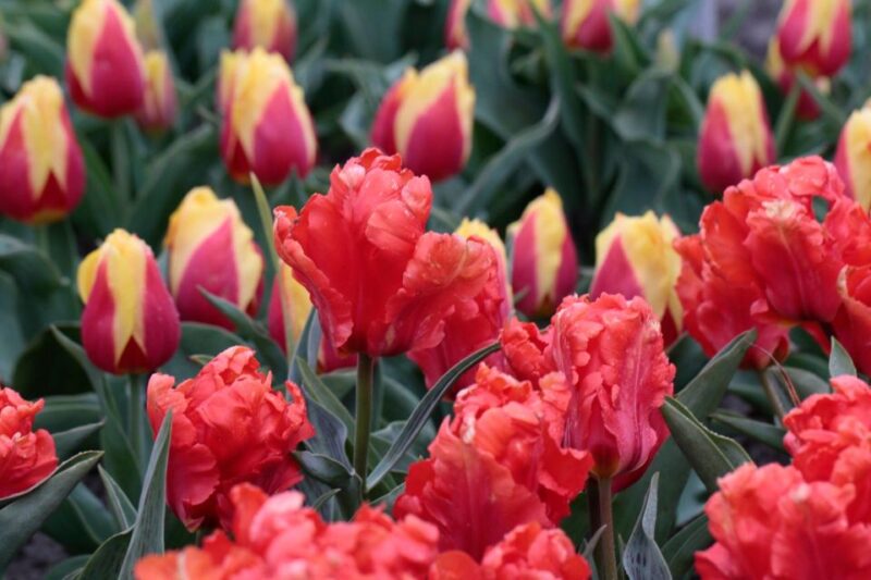 From Amsterdam: Tulip Fields of Holland Tour - Who Will Appreciate This Tulip Field Tour?