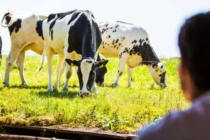 From Amsterdam: Ultimate Giethoorn Experience with Boat Tour - Ample Free Time for Personalized Exploration and Lunch