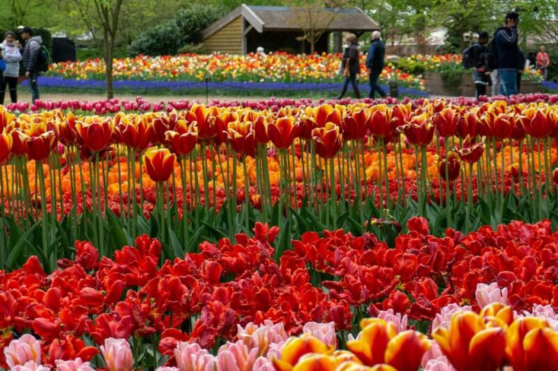 From Amsterdam: VIP Keukenhof Tulip Tour with Private Driver - Ease and Flexibility of the Private Tour