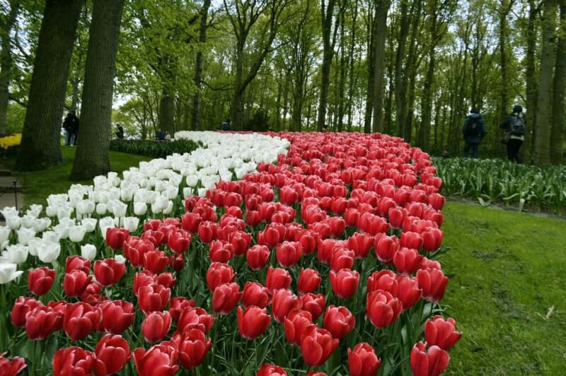 From Amsterdam: VIP Keukenhof Tulip Tour with Private Driver - Who Should Consider This Keukenhof Tour?