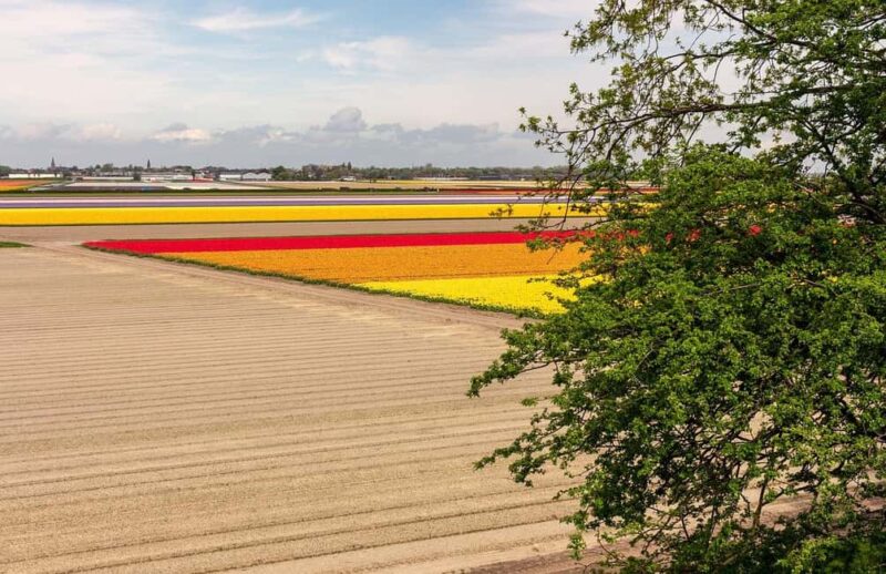 From Amsterdam: VIP Keukenhof Tulip Tour with Private Driver - Comparing this VIP Tour with Other Keukenhof Options