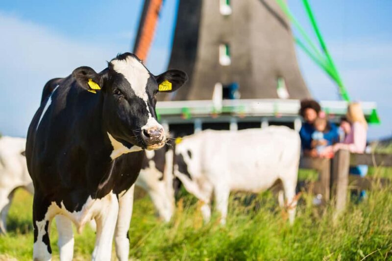 From Amsterdam: Zaanse Schans, Volendam & Marken Day Trip - Exploring Zaanse Schans Windmills and Old Houses