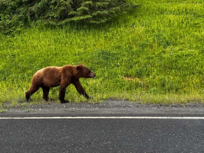 From Anchorage: 6-Day Best of Grand Alaska Highlights Tour - Guided Walk to Exit Glacier and Matanuska Glacier Views