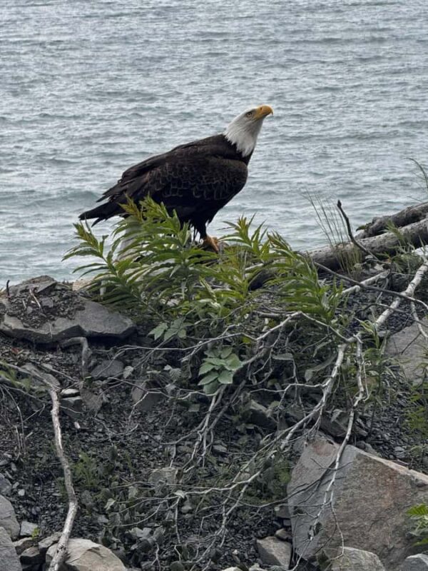 From Anchorage: 6-Day Best of Grand Alaska Tour for Ages 50+ - Full-Day Denali National Park Wildlife Tour