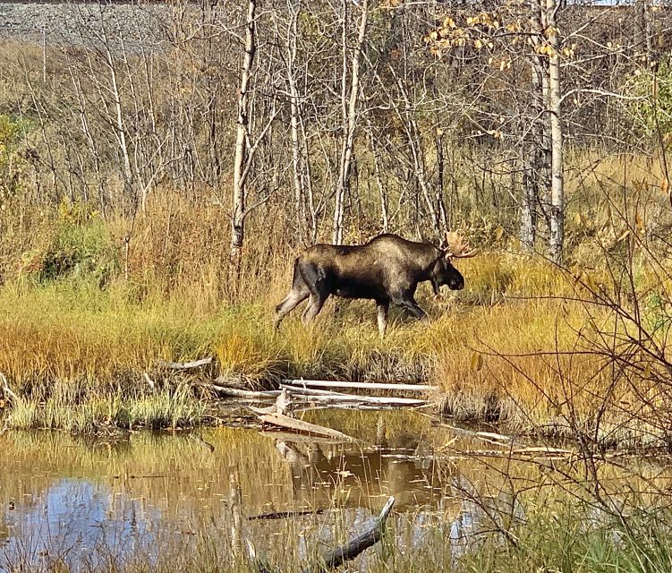 From Anchorage: Chugach State Park Walk with Naturalist - Comparing This Tour to Other Alaska Adventures