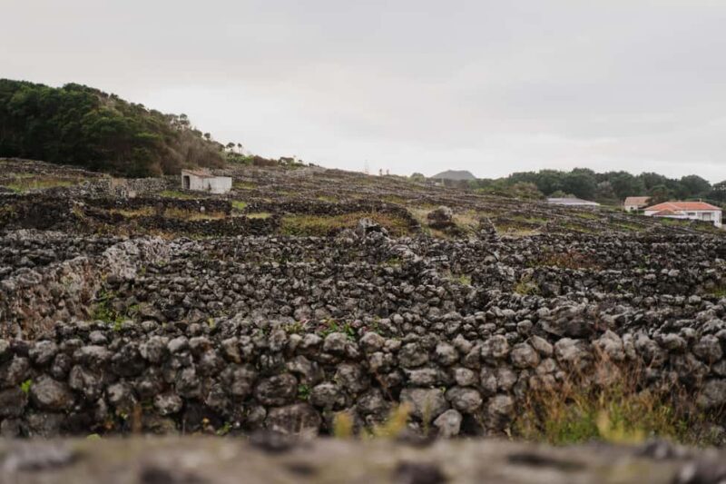 From Angra: Terceira Island Half-Day Tour - Serra do Cume: The "Stitch Blanket" Viewpoint