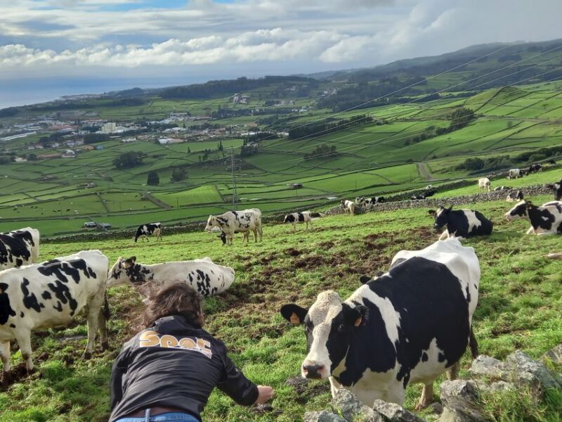 From Angra: Terceira Island Half-Day Tour - Cultural Landmarks and Historic Center of Praia da Vitória