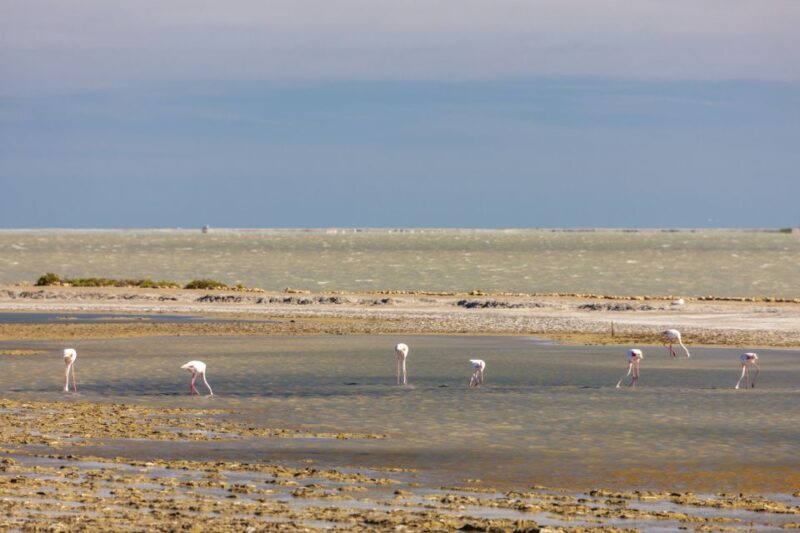 From Arles: Half-Day 4x4 Camargue Safari - Practical Details: Meeting Points and Group Options