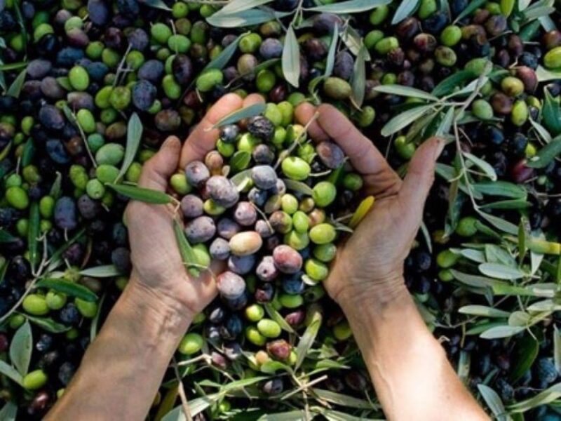 From Athens: Corinth and Olive Oil Tasting Private Tour - Exploring Ancient Corinth and Its Roman and Religious Sites