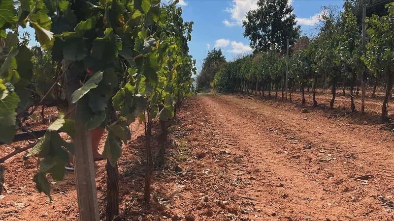 From Athens: Nemea Wine Tour with Corinth Canal Stop - Tasting Local Wines Paired with Traditional Greek Delicacies