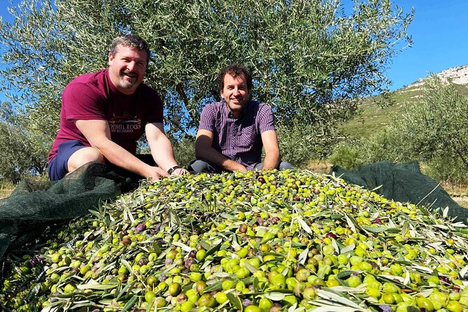 From Athens: Olive Oil Tasting, Olive Grove & Wine Experience - Who Will Most Enjoy This Tour?