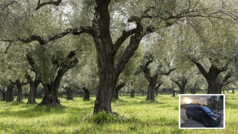 From Athens: Wine, Oil, & Cheese Tasting in Nemea & Argolis - The Ancient Theatre of Epidaurus and the Asclepion