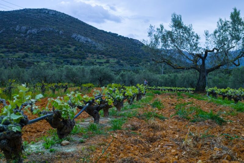 From Athens: Wine, Oil, & Cheese Tasting in Nemea & Argolis - Tasting Experiences and Extra Costs