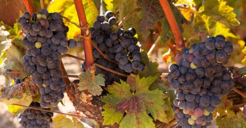 From Atlanta: Half-Day or Full-Day Wine Country Tasting Trip - The Wine Tastings: What to Expect